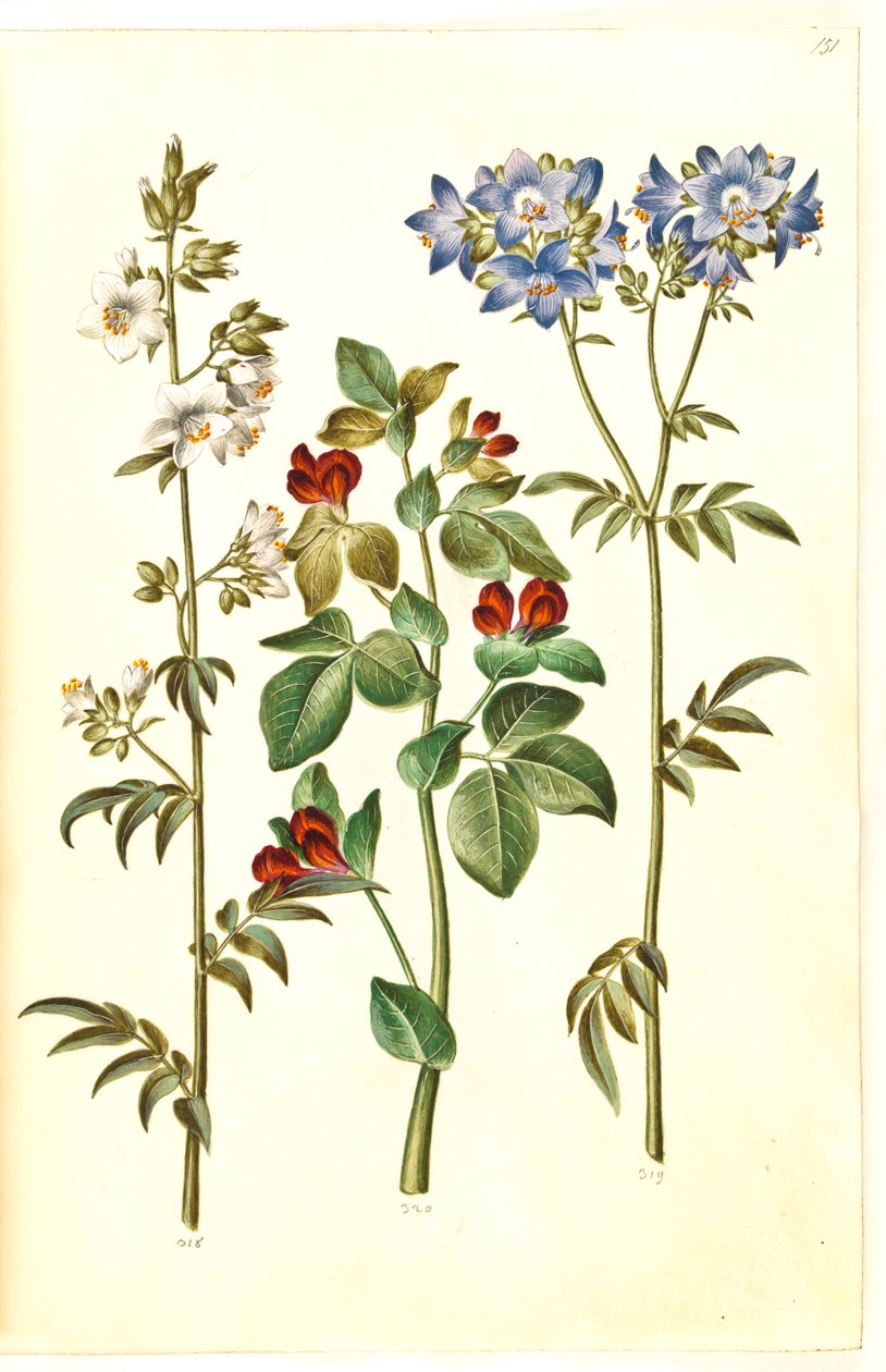 Polemonium caeruleum (vanlig Jakobs stige); Lotus tetragonolobus (aspargeserter) av Hans Simon Holtzbecker