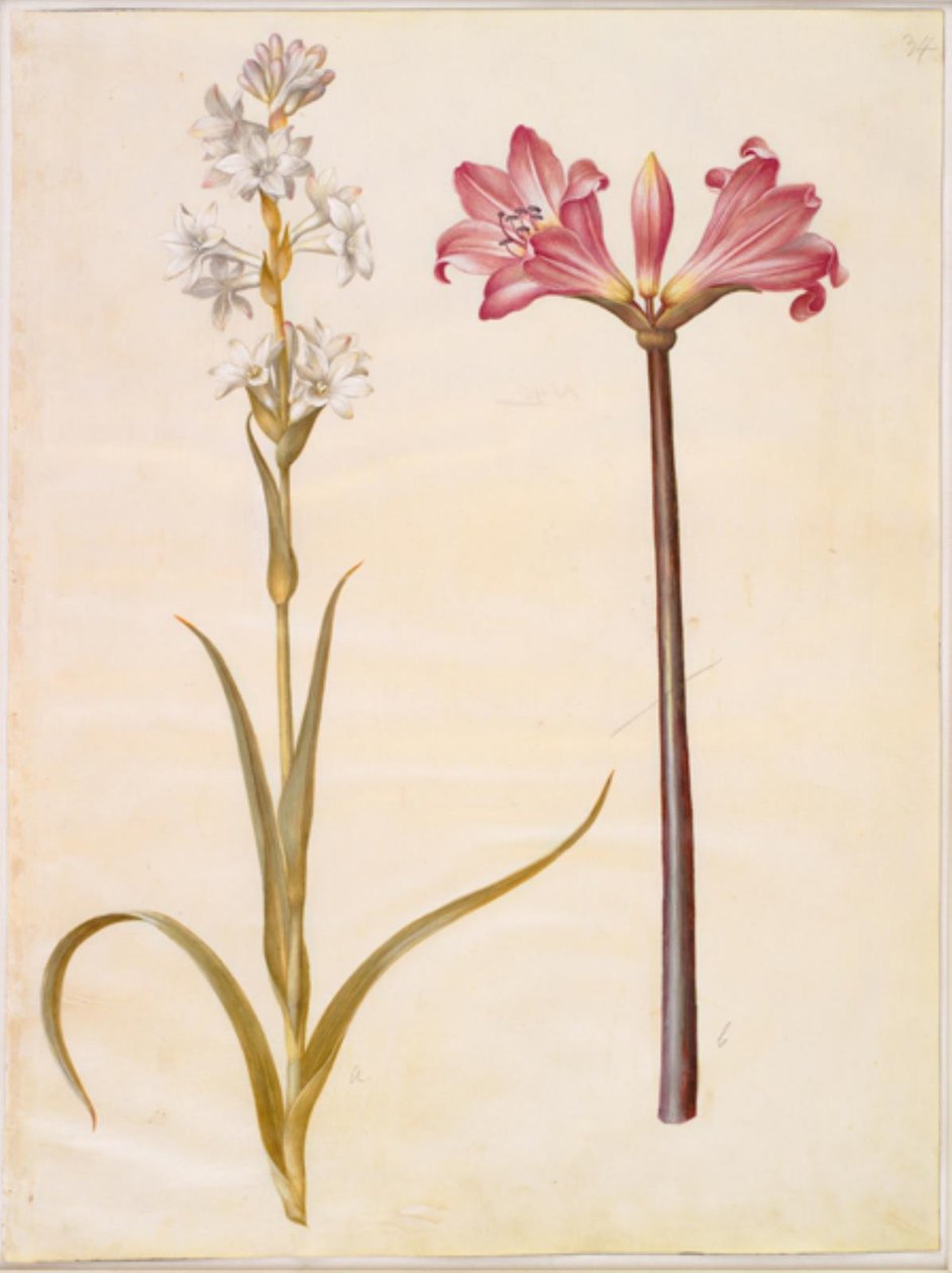 Polianthes tuberosa (tuberose); Amaryllis belladonna (belladonnalilje) av Hans Simon Holtzbecker