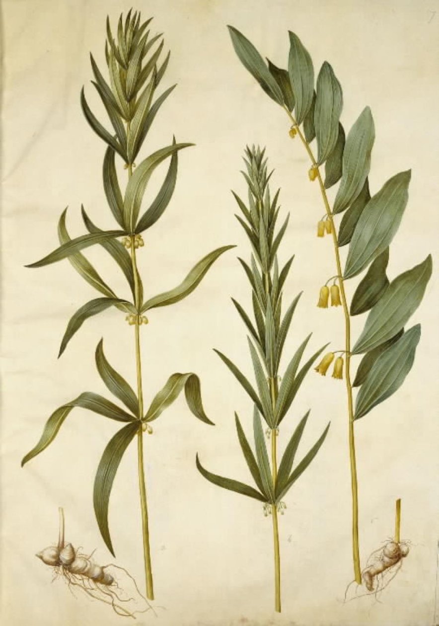 Polygonatum verticillatum (kransliljekonvall); Polygonatum multiflorum (stor liljekonvall) av Hans Simon Holtzbecker