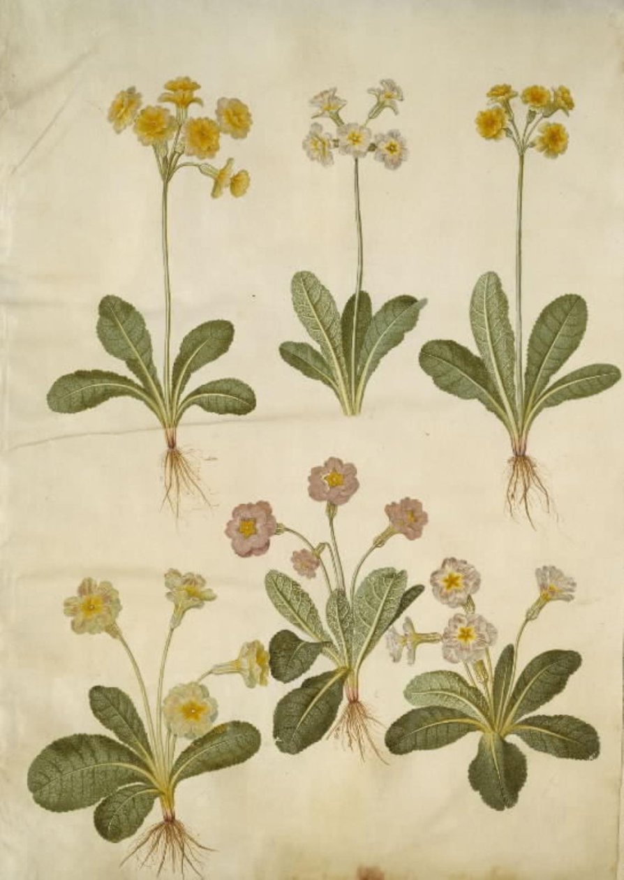 Primula veris (hulhalset cowpea hybrid); Primula vulgaris (storblomstret cowpea hybrid) av Hans Simon Holtzbecker