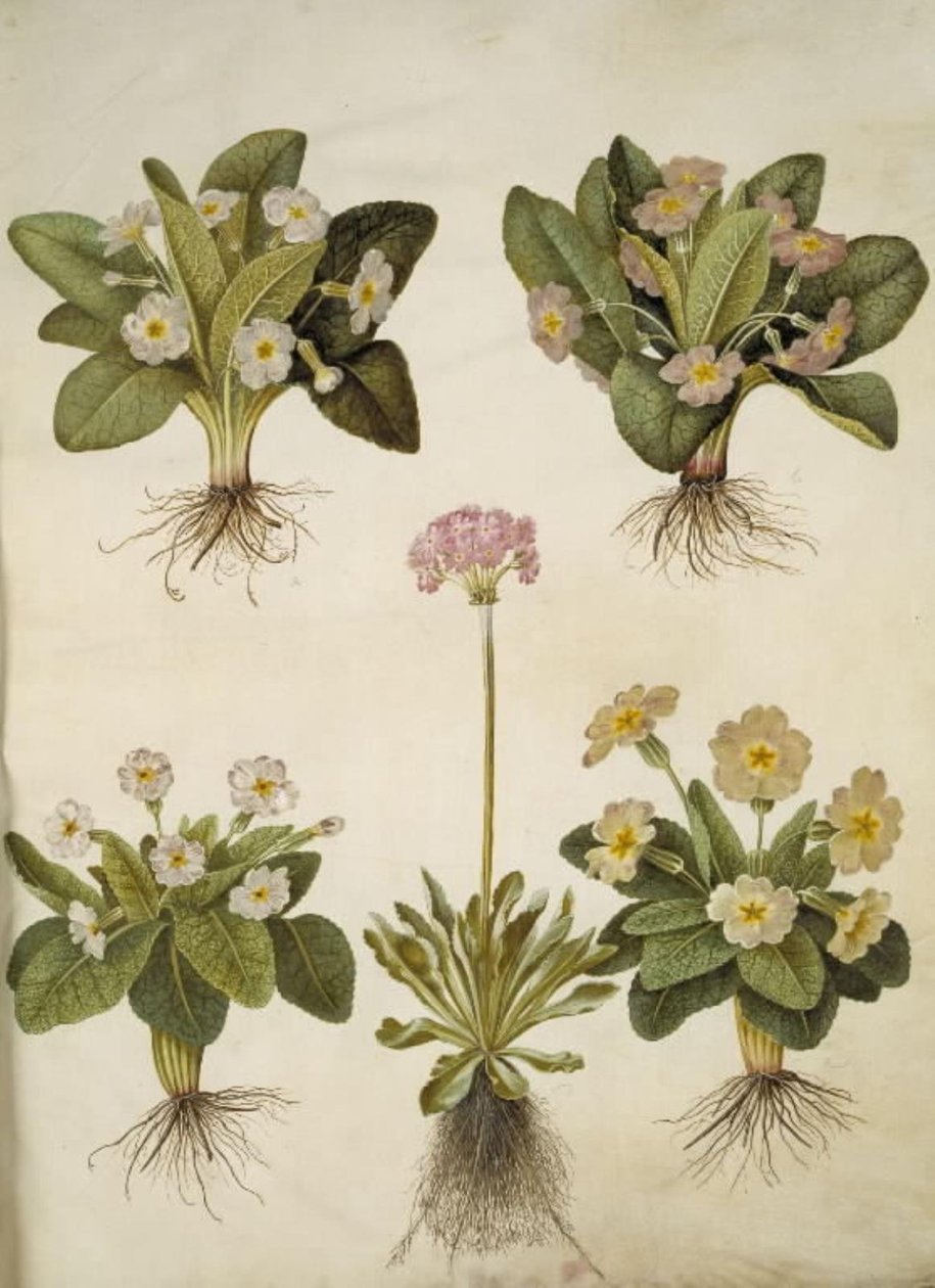 Primula vulgaris (hybrid av storblomstret primula); Primula farinosa (blomstrende cowpea) av Hans Simon Holtzbecker