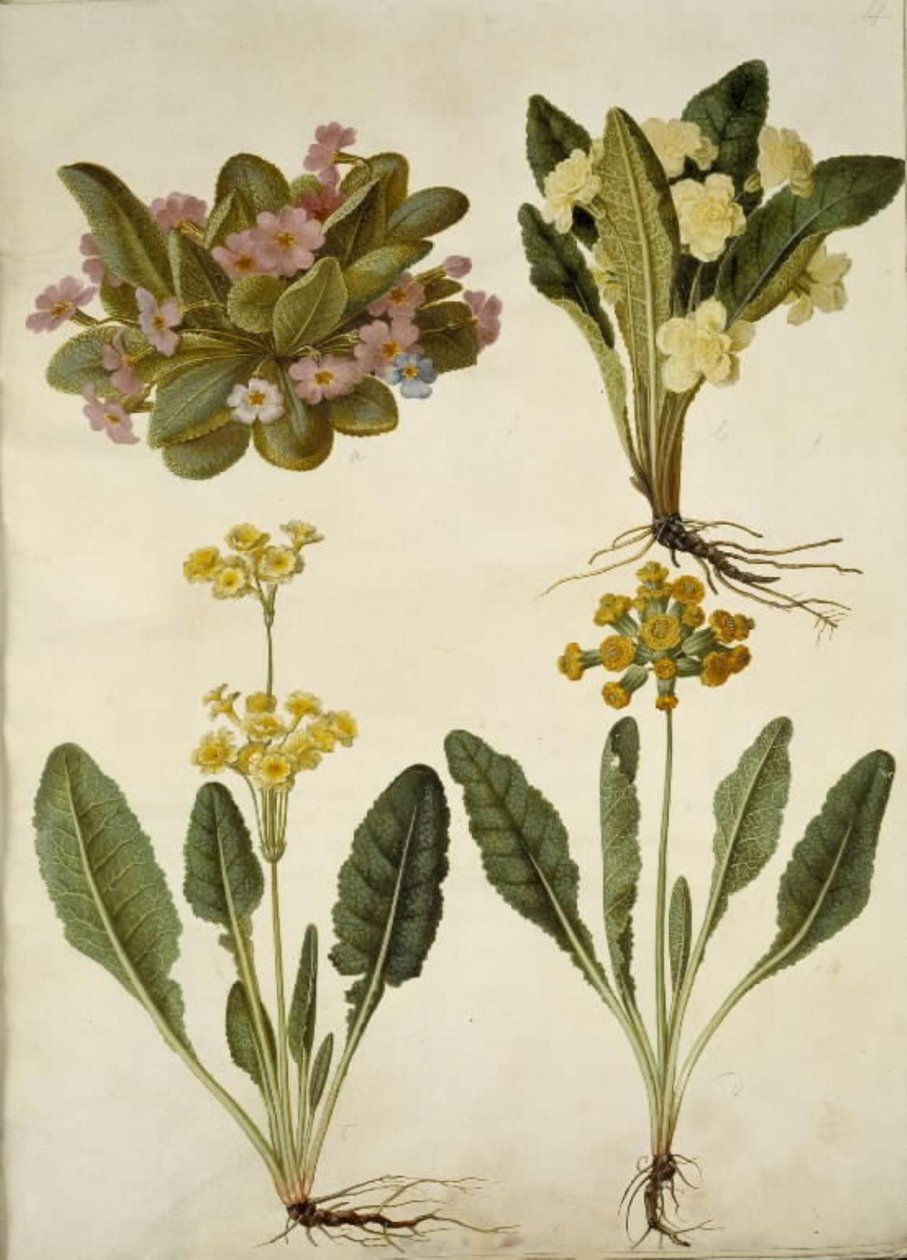 Primula vulgaris (karnevalsslipp); Primula vulgaris (hybrid av storblomstret primula); Primula veris (hulhalset cowpea hybrid) av Hans Simon Holtzbecker