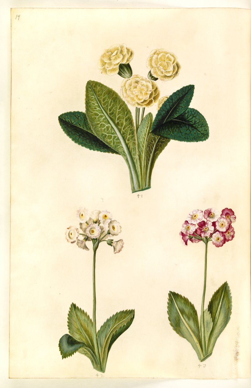 Primula vulgaris (storblomstret kuslipp); Primula ×pubescens (hage auricle) av Hans Simon Holtzbecker