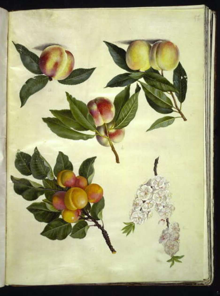 Prunus persica (erter); Prunus armeniaca (almindelig aprikos) av Hans Simon Holtzbecker