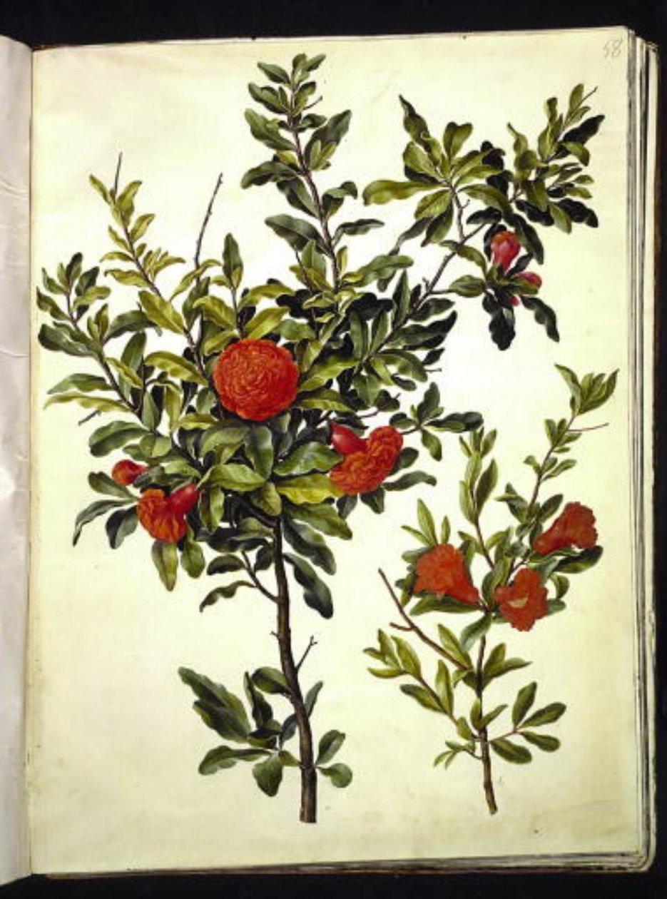 Punica granatum (granateple) av Hans Simon Holtzbecker