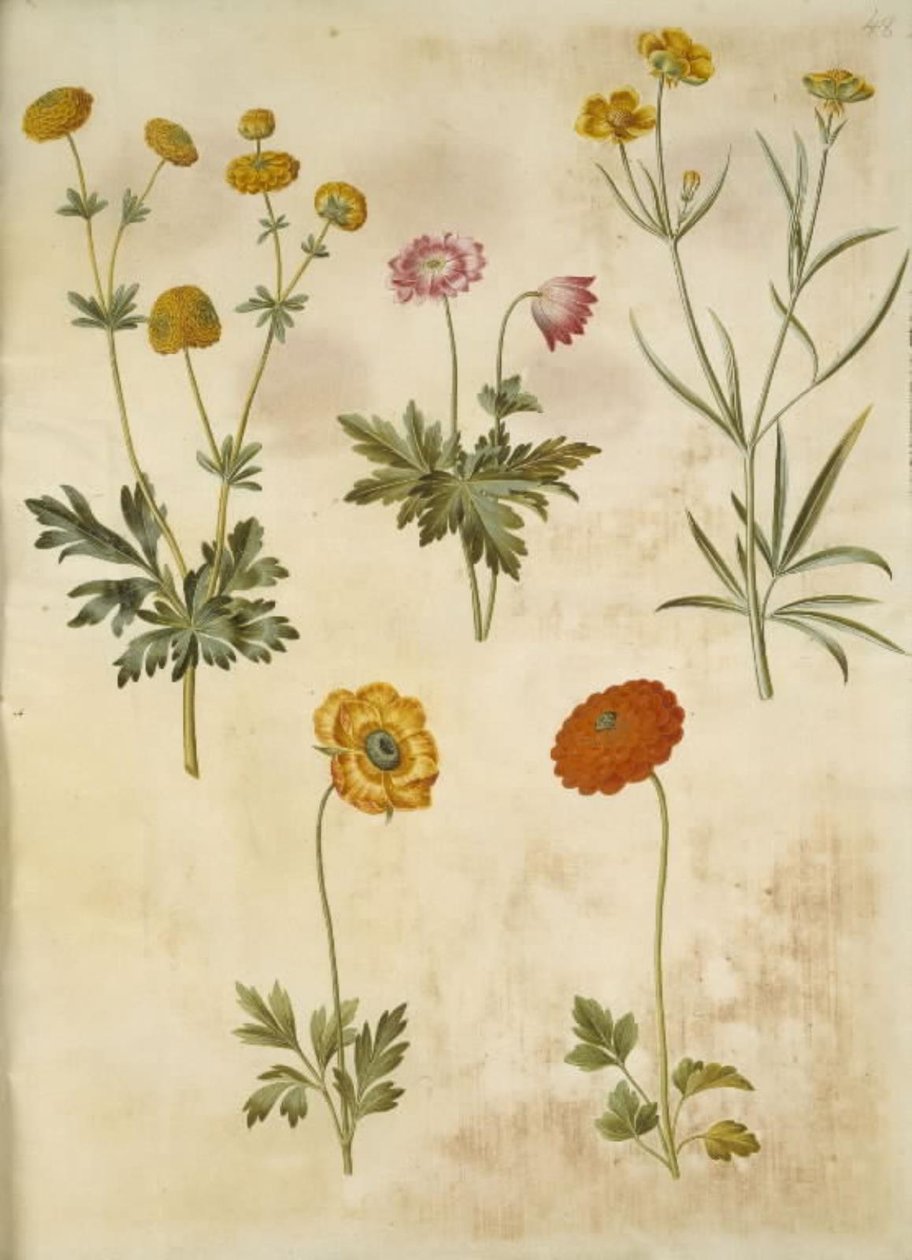 Ranunculus acris (guldknap-ranunkel); Anemone nemorosa (hvid anemone); Ranunculus Illyricus (steppe-ranunkel); Ranunculus asiatica (har-ranunkel) av Hans Simon Holtzbecker