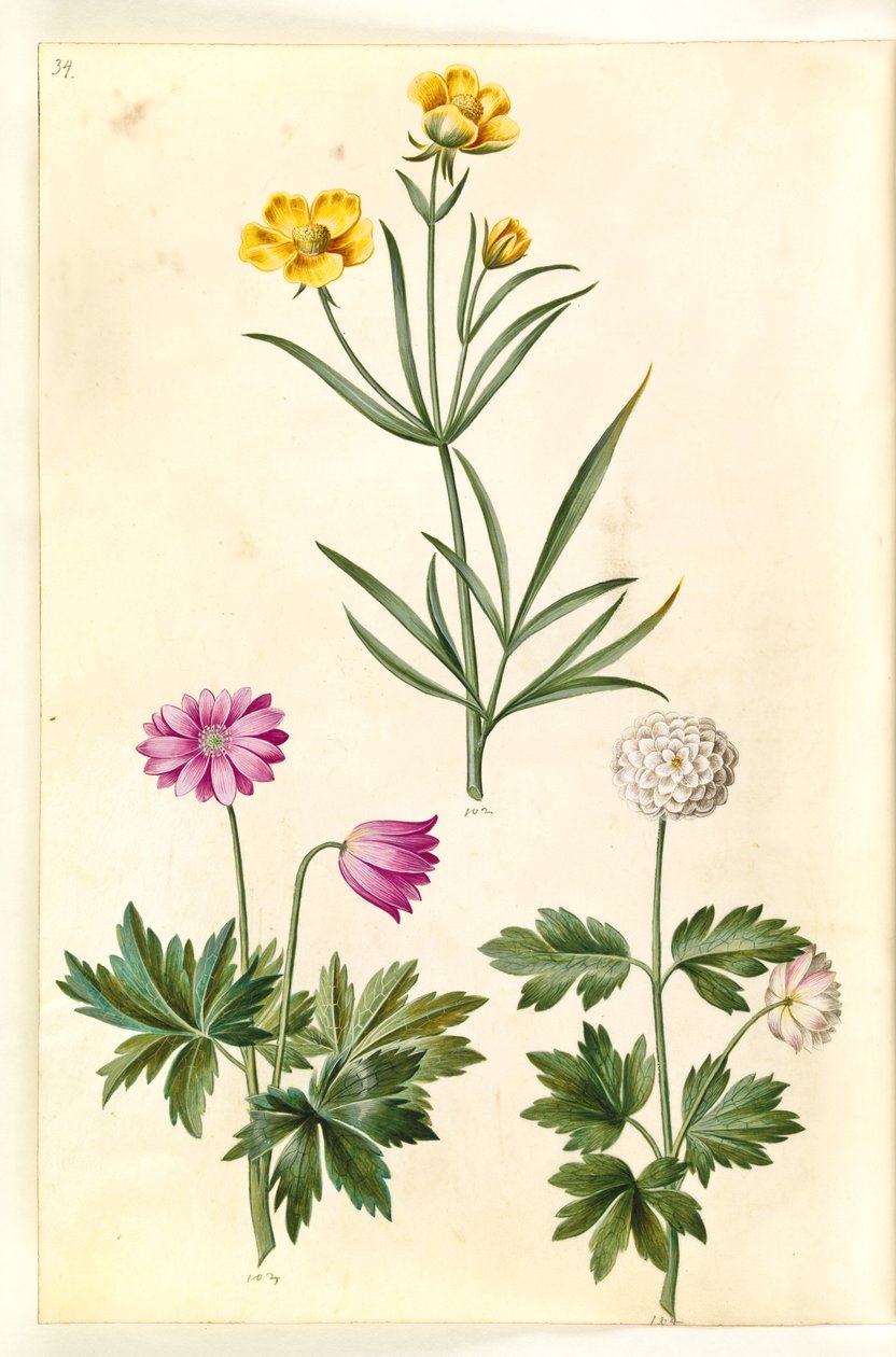Ranunculus Illyricus (steppe-ranunkel); Skogsanemone (hvid anemone) av Hans Simon Holtzbecker