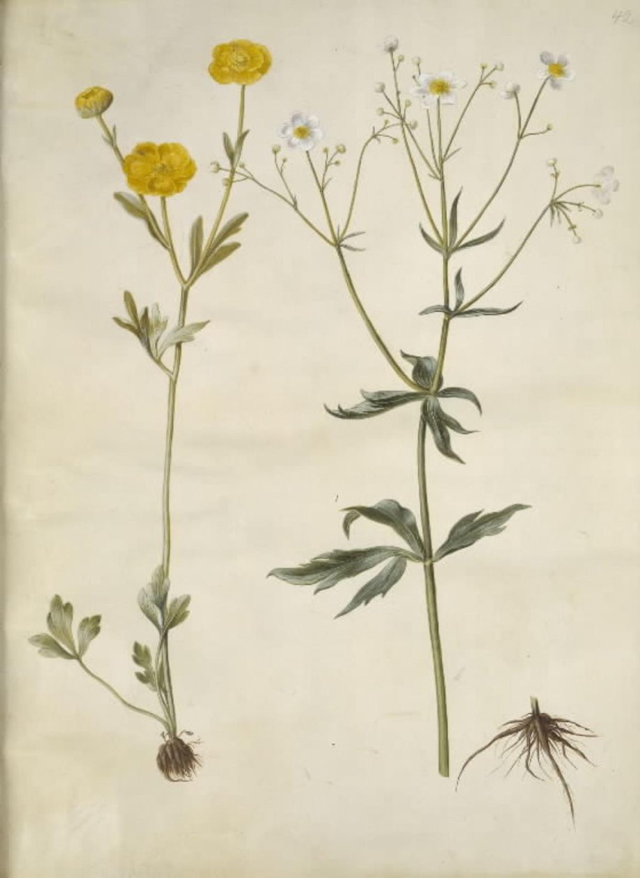 Ranunculus monspeliacus (silkesmørblomst); Ranunculus aconitifolius (Ranunculus aconitifolius) av Hans Simon Holtzbecker