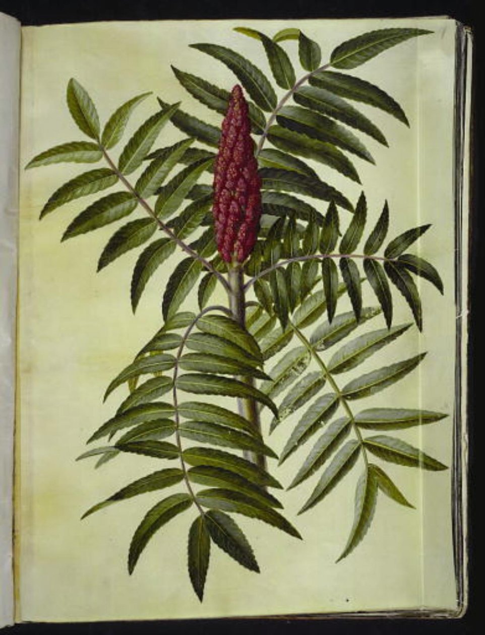 Rhus typhina (hjorttre) av Hans Simon Holtzbecker