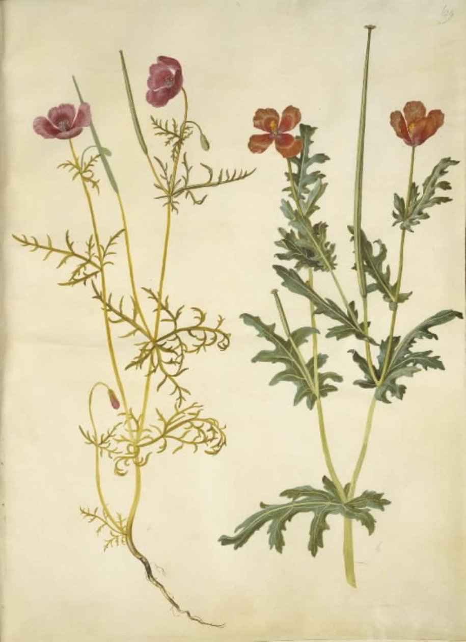 Roemeria hybrida (fiolett hornvalmue); Glaucium horniculatum (rød hornskulpe) av Hans Simon Holtzbecker