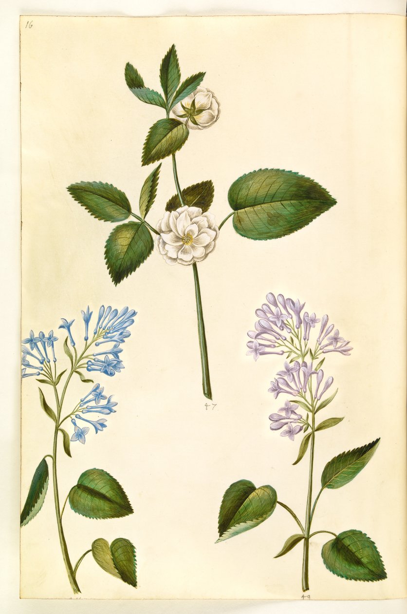 Rosa (?) (rose); Syringa vulgaris (vanlig sorrel) av Hans Simon Holtzbecker