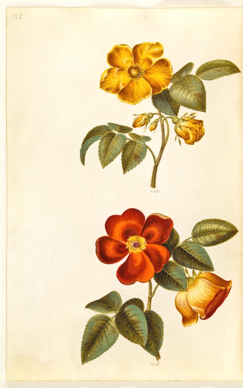 Rosa foetida (gul rose); Rosa foetida (tyrkisk rose) av Hans Simon Holtzbecker