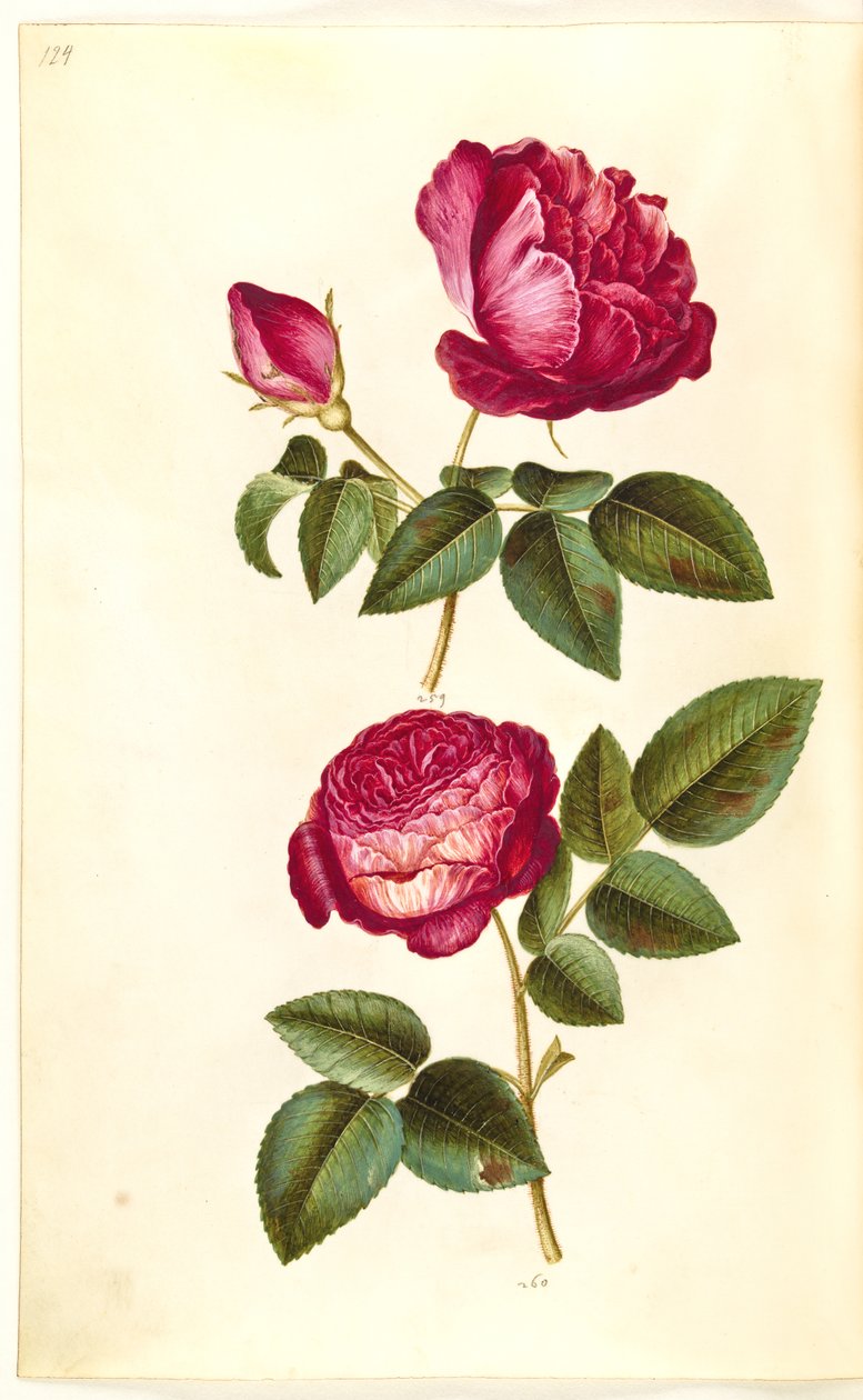 Rosa gallica (apoteker-rose); Rosa (?) (roser) av Hans Simon Holtzbecker