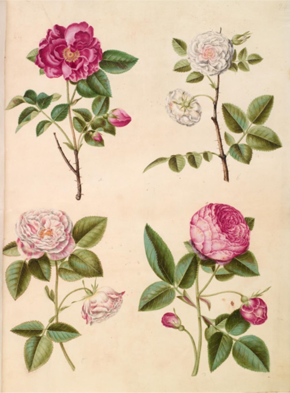 Rosa gallica (apoteker-rose); Rosa × alba (hvid rose); Gallisk rose (Rosa Mundi); Rosa × centifolia (centifolie-rose) av Hans Simon Holtzbecker