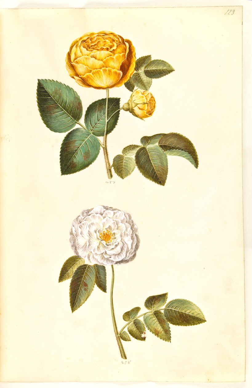 Rosa hemisphaerica (svovelgul rose); Rosa ×alba (hvit rose) av Hans Simon Holtzbecker