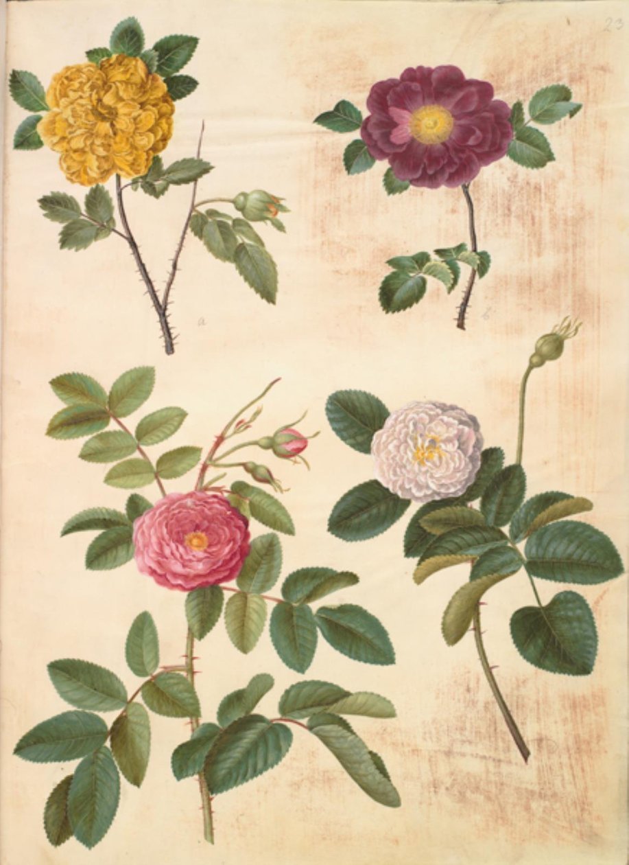 Rosa hemisphaerica (svovelgul rose); Rosa gallica (fløyelsrose); Rosa ×damascena (damascena rose) av Hans Simon Holtzbecker