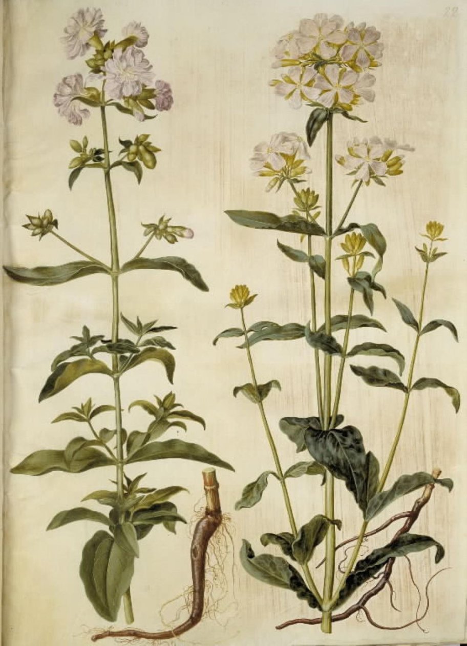 Saponaria officinalis (vanlig såpeurt) av Hans Simon Holtzbecker