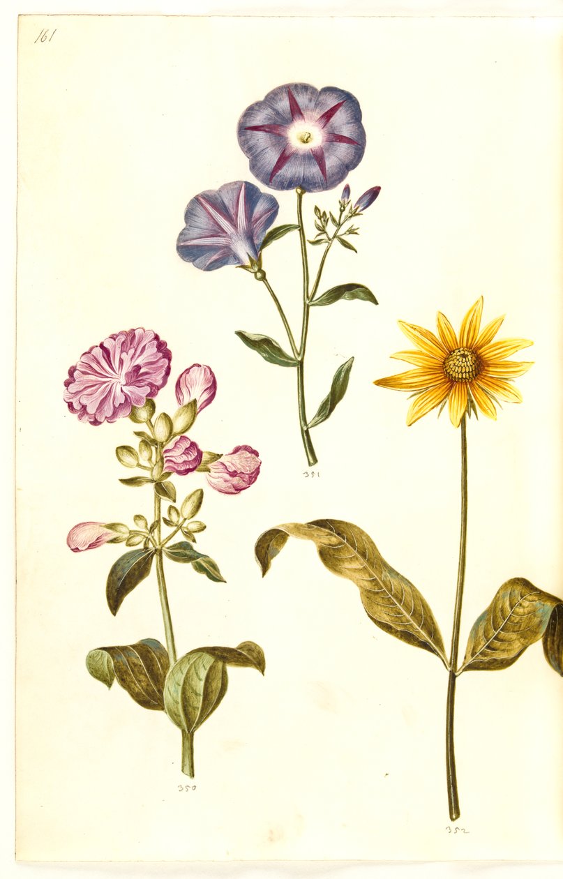 Saponaria officinalis (vanlig såpeurt); Convolvulus tricolor (jomfruskjørt); Helianthus (?) (solsikkeart) av Hans Simon Holtzbecker