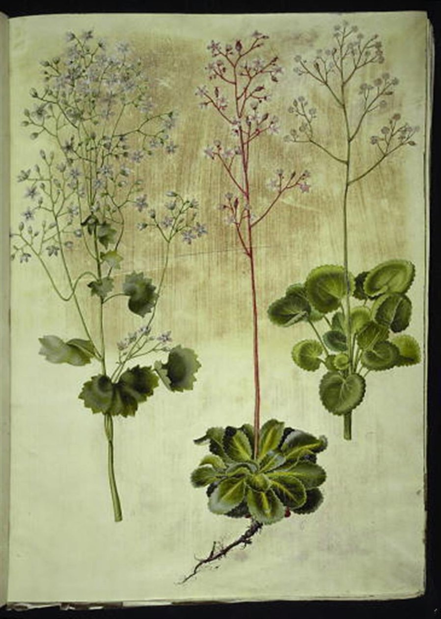 Saxifraga rotundifolia (rundbladet steinurt); Saxifraga umbrosa (Shadow Saxifrage); Saxifraga geum (porselensblomst) av Hans Simon Holtzbecker