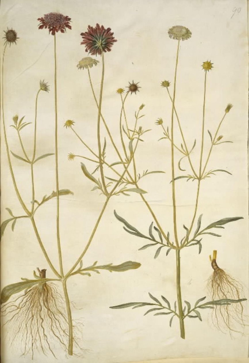 Scabiosa atropurpurea (enkeblomst); Scabiosa columbaria (to-skabiose) av Hans Simon Holtzbecker