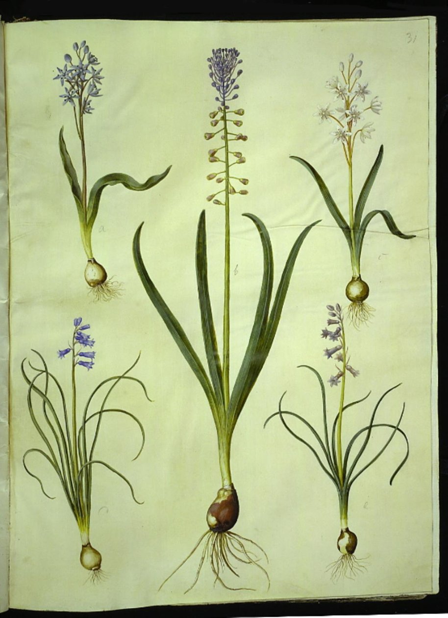 Scilla bifolia (tobladet scilla); Muscari comosum (skumringshyasint); Brimeura amethystina (pyreneisk hyasint) av Hans Simon Holtzbecker