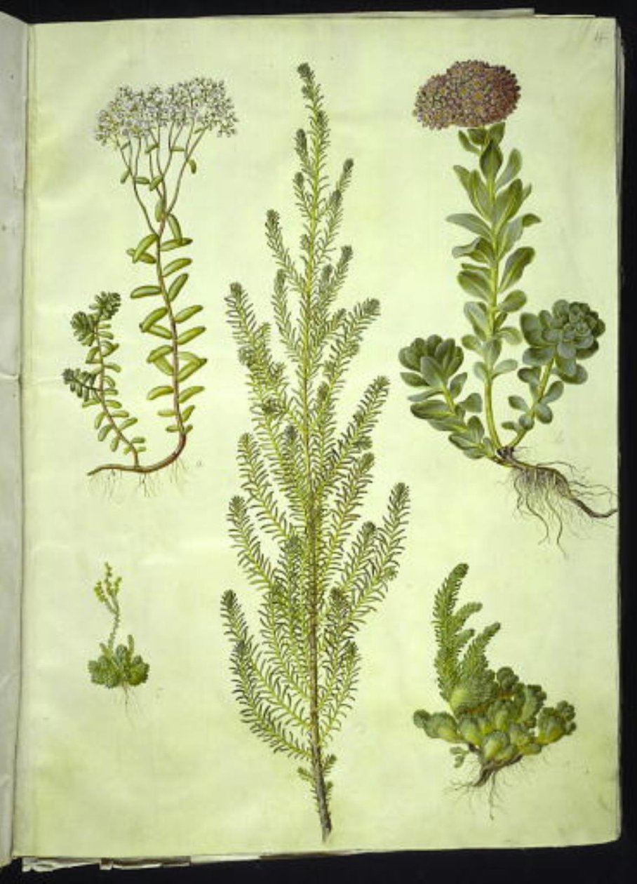 Sedum album (hvit steinurt); Sedum anacampseros (rundbladet steinurt); Sedum (steinurt); Suaeda vera (buskgåsefot); Sedum rupestre (fjellsteinurt) av Hans Simon Holtzbecker
