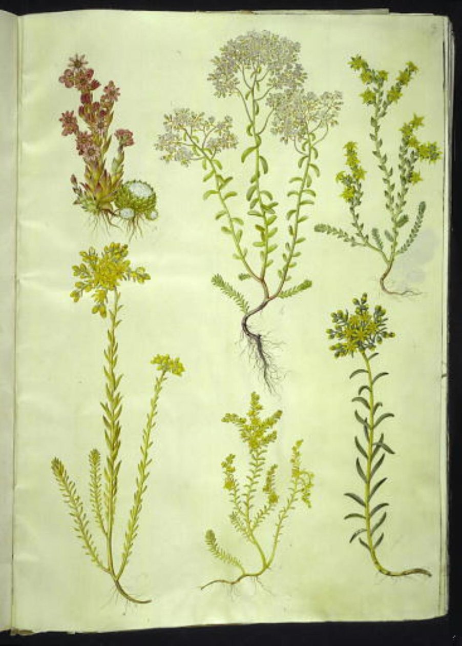 Sempervivum arachnoideum (spindelvevhusløk); Sedum album (hvit steinurt); Sedum acre (bitende steinurt); Sedum rupestre (fjellsteinurt); Sedum sexangulare (seksradet steinurt) av Hans Simon Holtzbecker