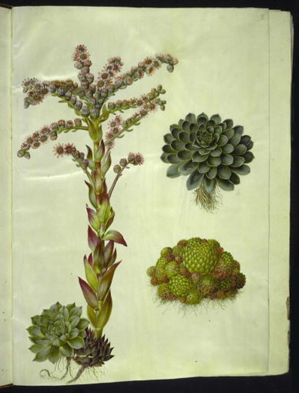 evigvarende tak (almindelig husløg); fjell sempervivum (bjerg-husløg) av Hans Simon Holtzbecker
