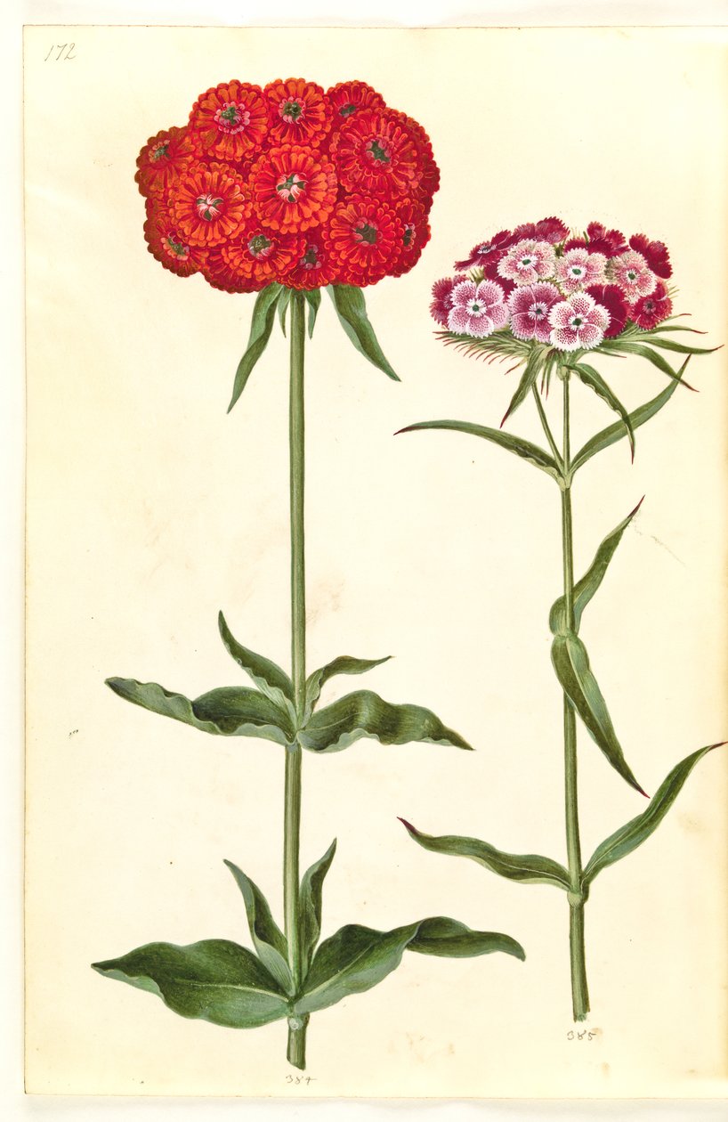 Silene chalcedonica (brennende kjærlighet); Dianthus barbatus (studentnellik) av Hans Simon Holtzbecker