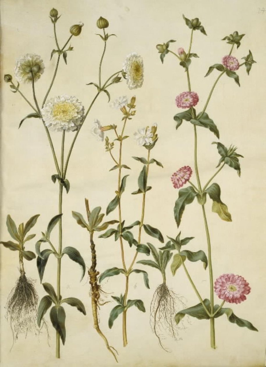 Silene latifolia (aftenstjerne); Silene dioica (dagsstjerne) av Hans Simon Holtzbecker