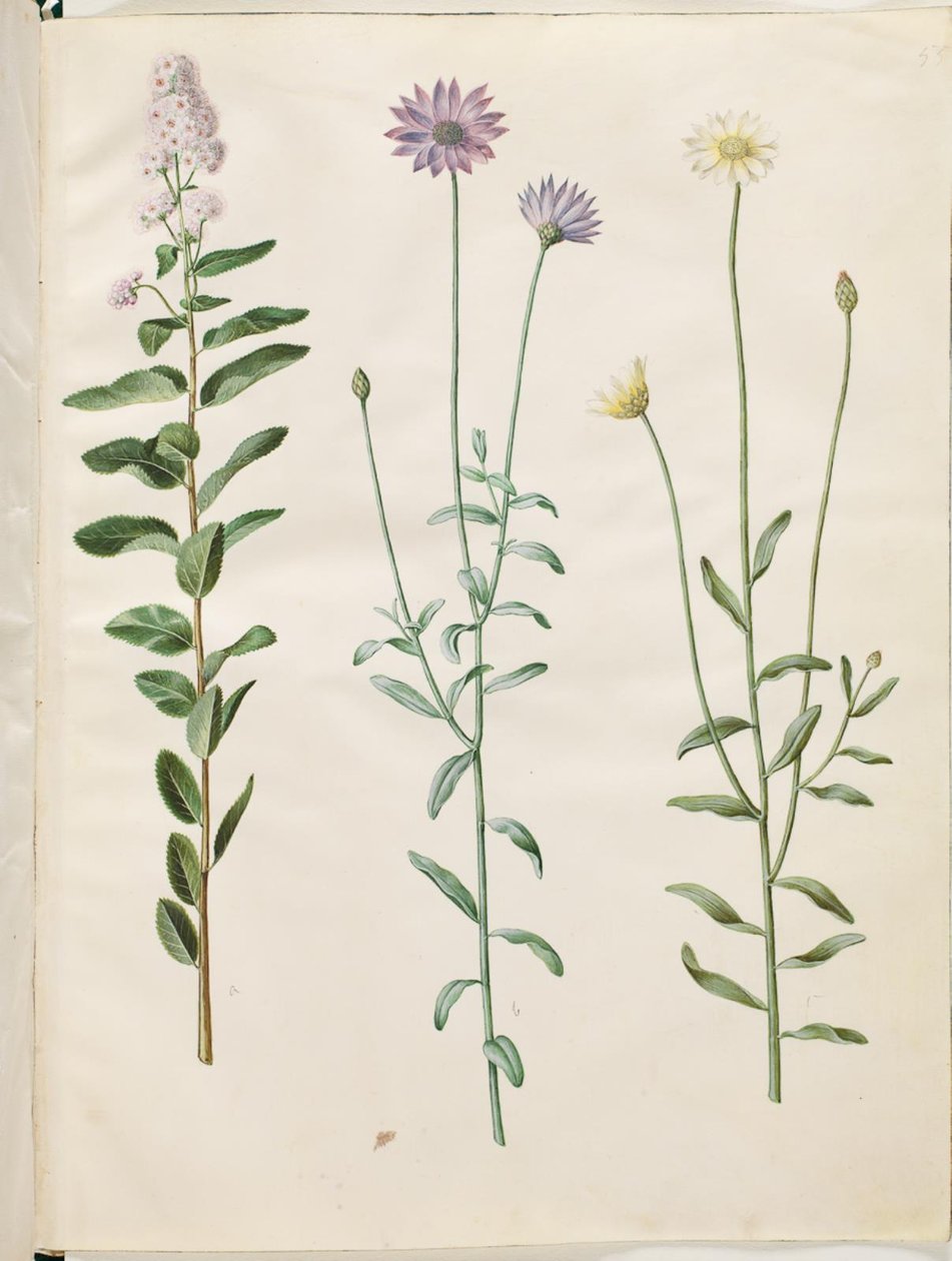 Spiraea salicifolia (pilebladed spirea); Catananche blå (blå rasleblomst) av Hans Simon Holtzbecker