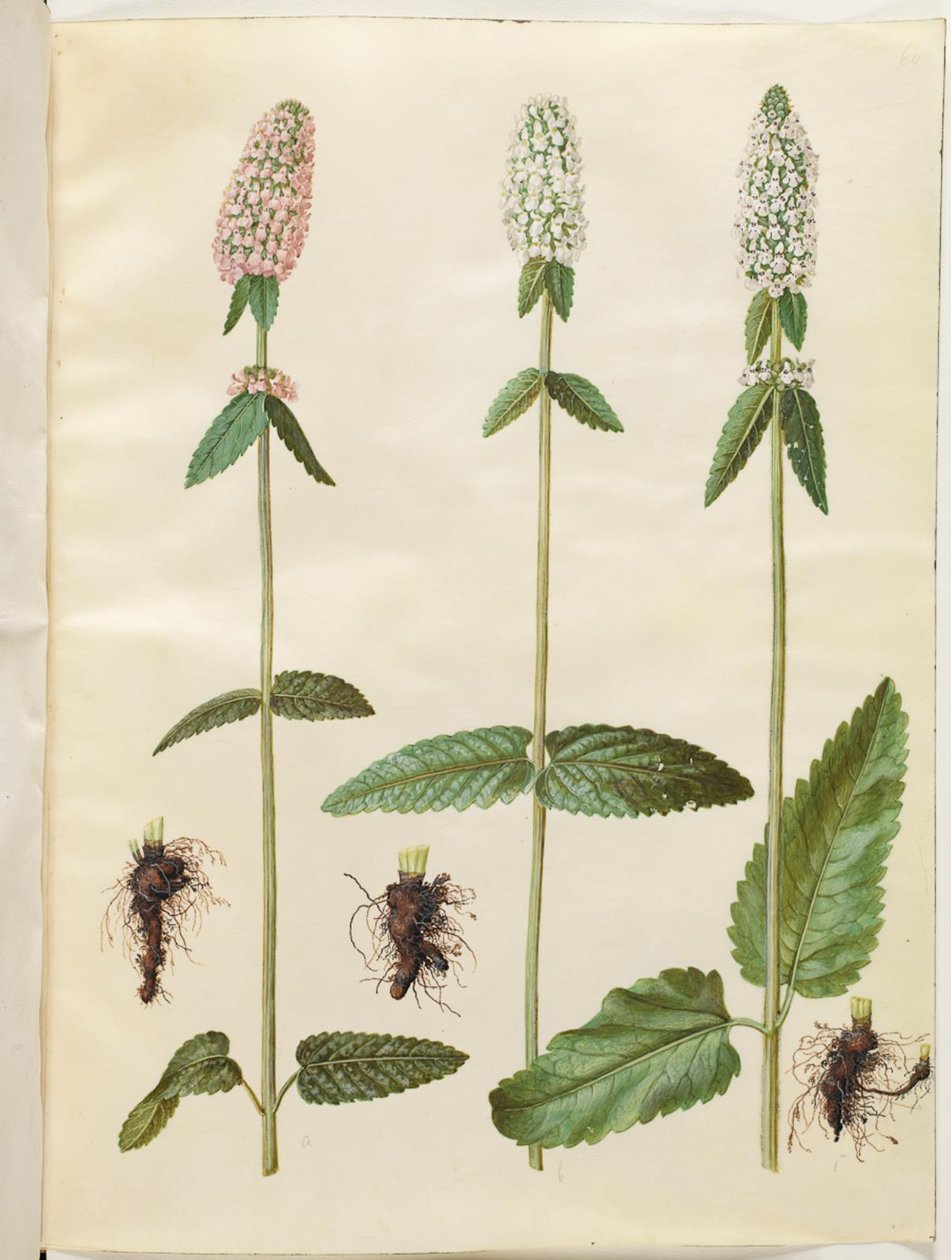 Stachys officinalis (medisinsk betony) av Hans Simon Holtzbecker