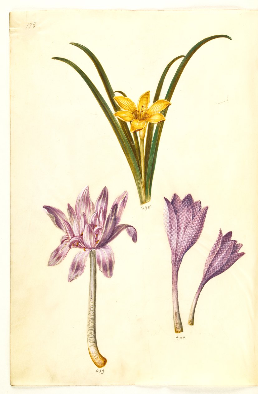 Sternbergia lutea (almindelig sternbergia); Colchicum autumnale (høst-tidløs); Colchicum spraglete (plettet tidløs) av Hans Simon Holtzbecker