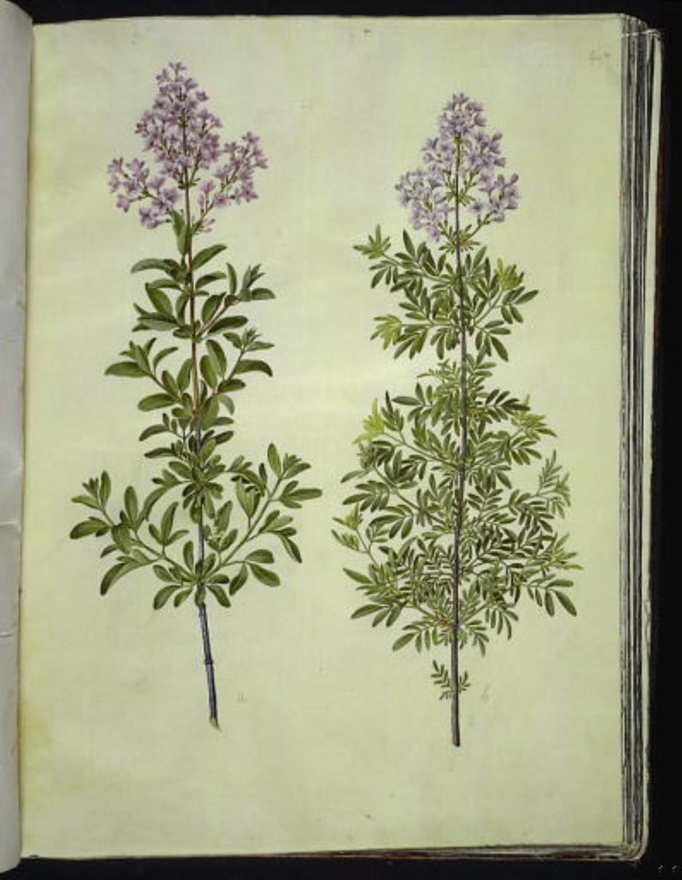 Syringa ×laciniata (fliget syren) av Hans Simon Holtzbecker