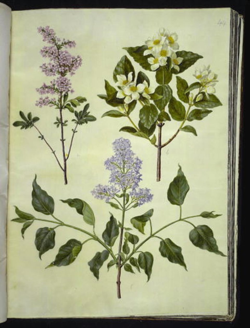 Syringa ×persica (persisk sorrel); Philadelphus coronarius (duftende pipewood); Syringa vulgaris (vanlig sorrel) av Hans Simon Holtzbecker