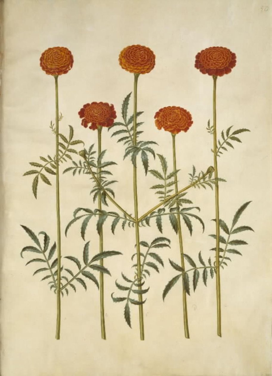 Tagetes patula (strimmet fløyelsblomst) av Hans Simon Holtzbecker