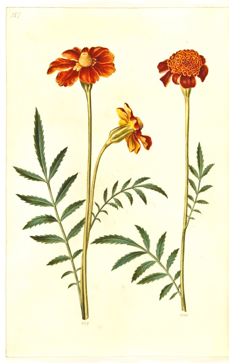 Tagetes patula (strimmet fløyelsblomst) av Hans Simon Holtzbecker