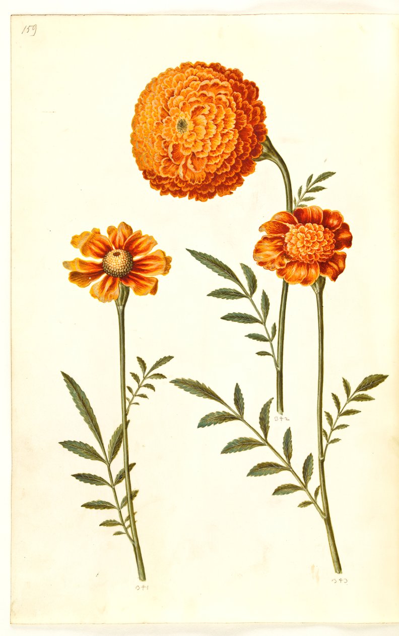 Tagetes patula (strimmet fløyelsblomst) av Hans Simon Holtzbecker