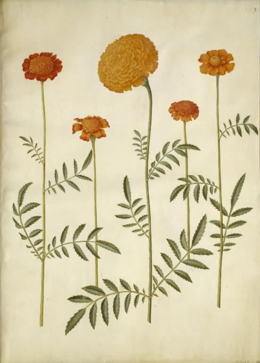 Tagetes patula (barret fløyelsblomst); Tagetes erecta (oppreist fløyelsblomst) av Hans Simon Holtzbecker