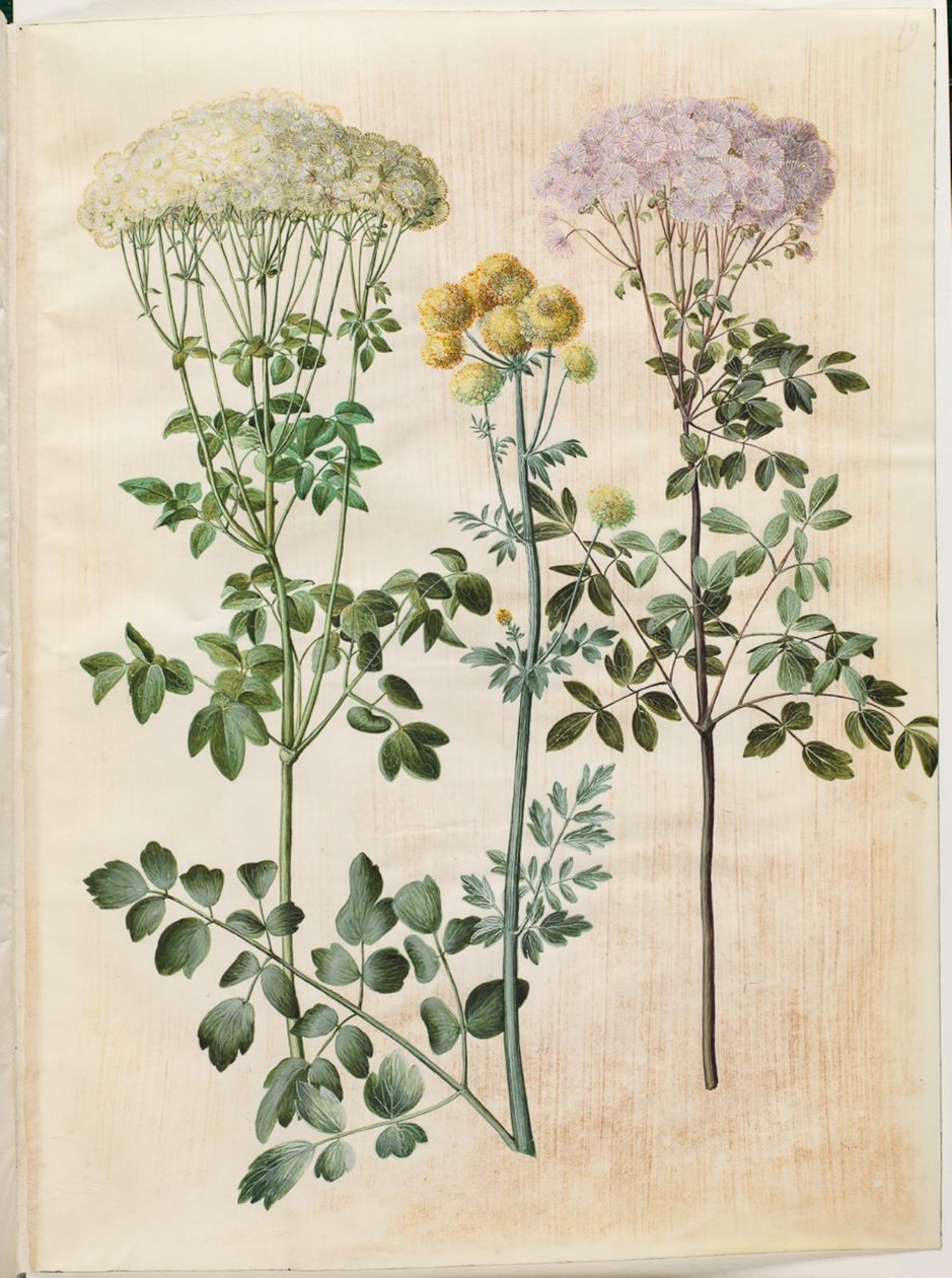 Thalictrum aquilegiifolium (akelejefrøstjerne); Thalictrum flavum (gul frøstjerne) av Hans Simon Holtzbecker