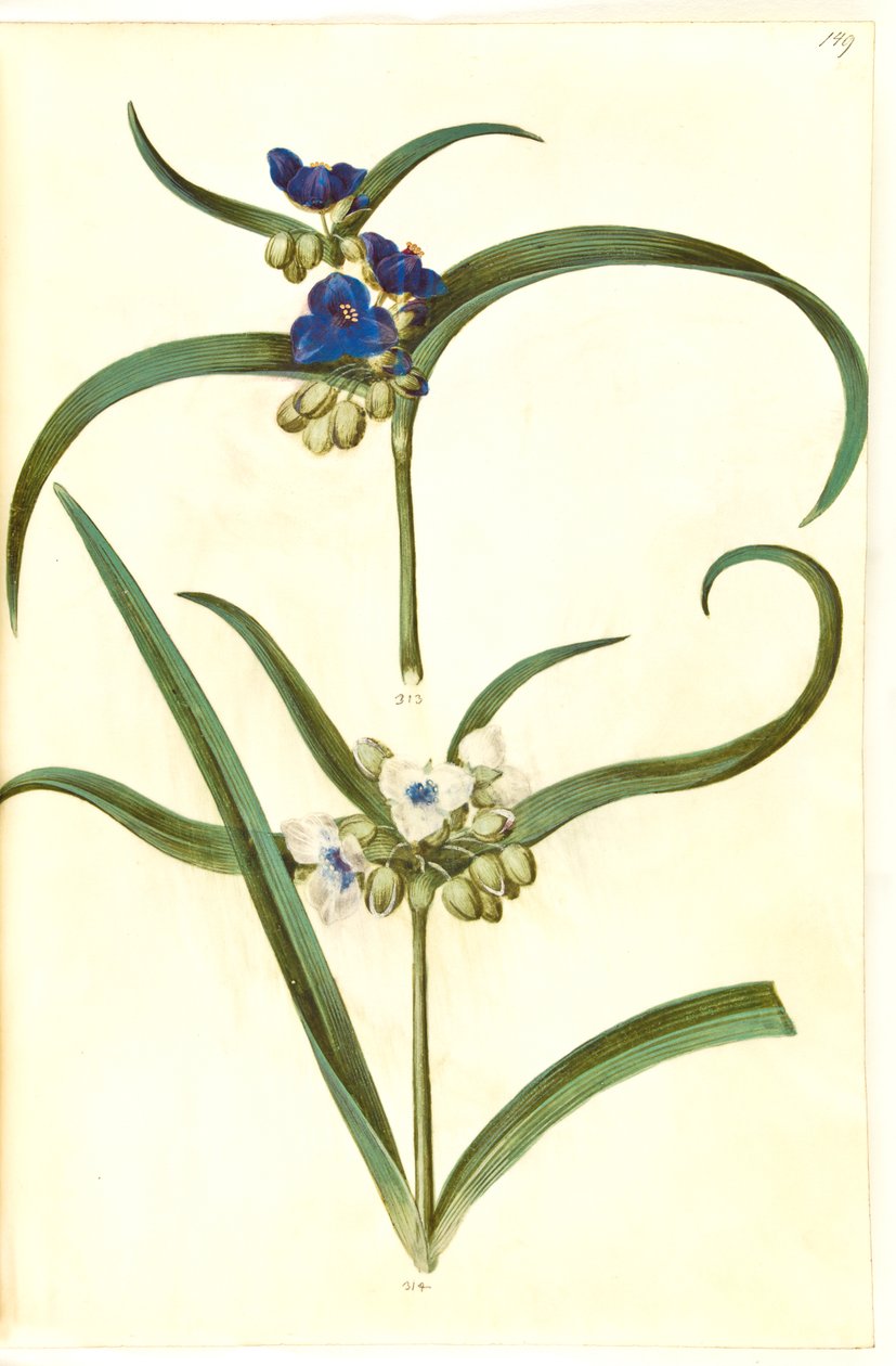 Tradescantia virginiana eller Tradescantia ohiensis (?) (blomsterjøde) av Hans Simon Holtzbecker
