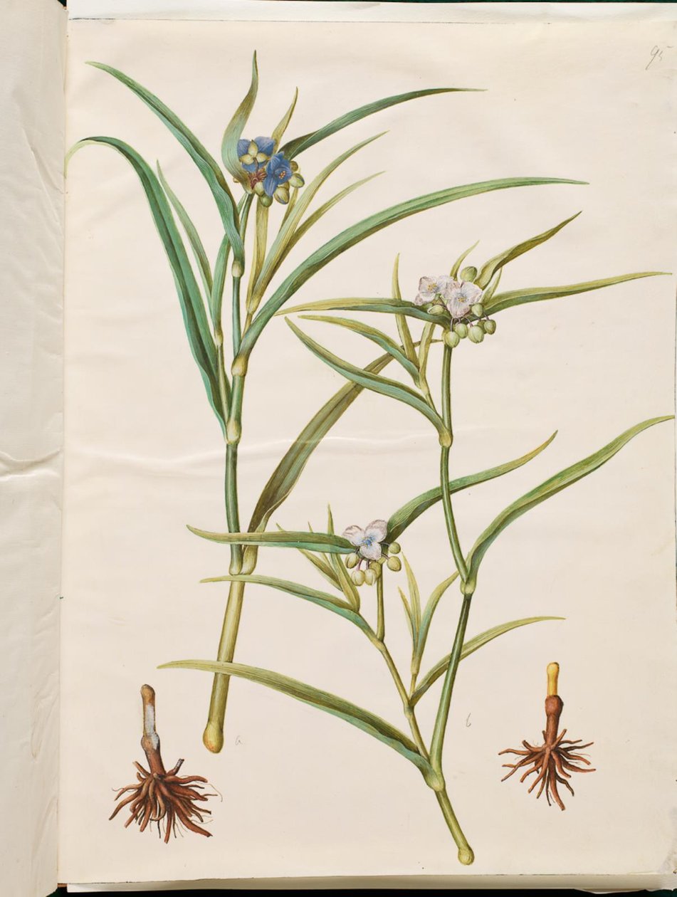 Tradescantia virginiana eller Tradescantia ohiensis (blomster jøde eller ohio blomster jøde) av Hans Simon Holtzbecker