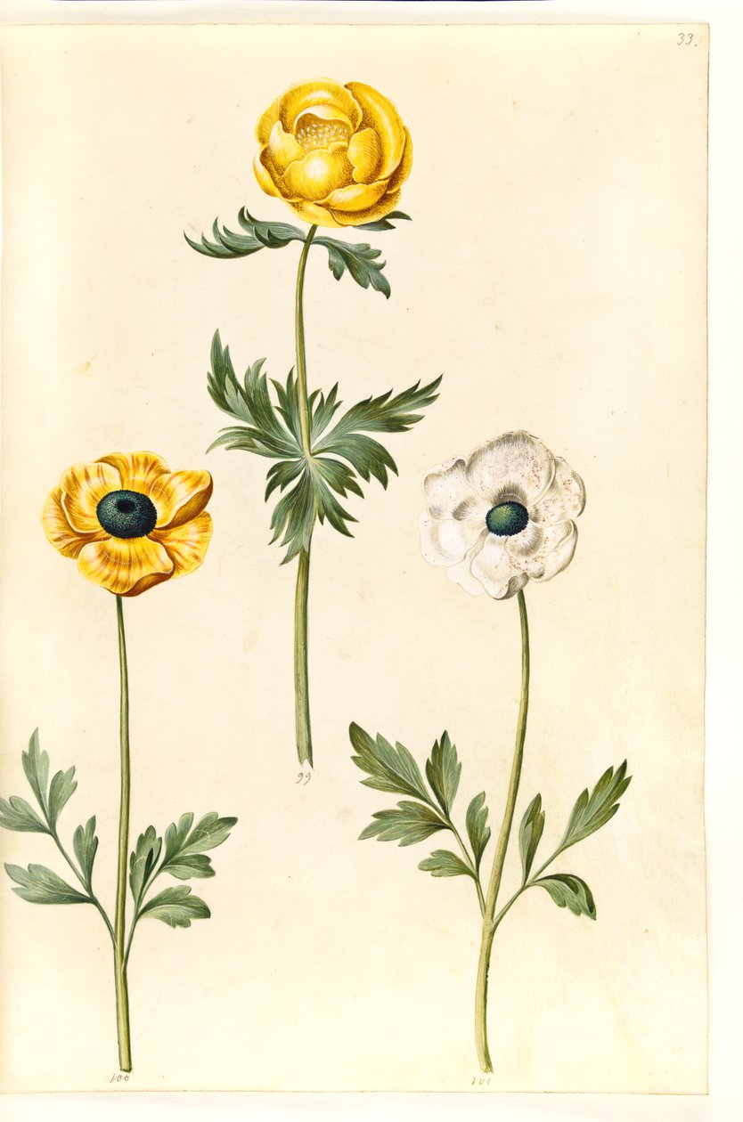 Trollius europaeus (europeisk engplomme); Ranunculus asiaticus (hagesmørblomst) av Hans Simon Holtzbecker