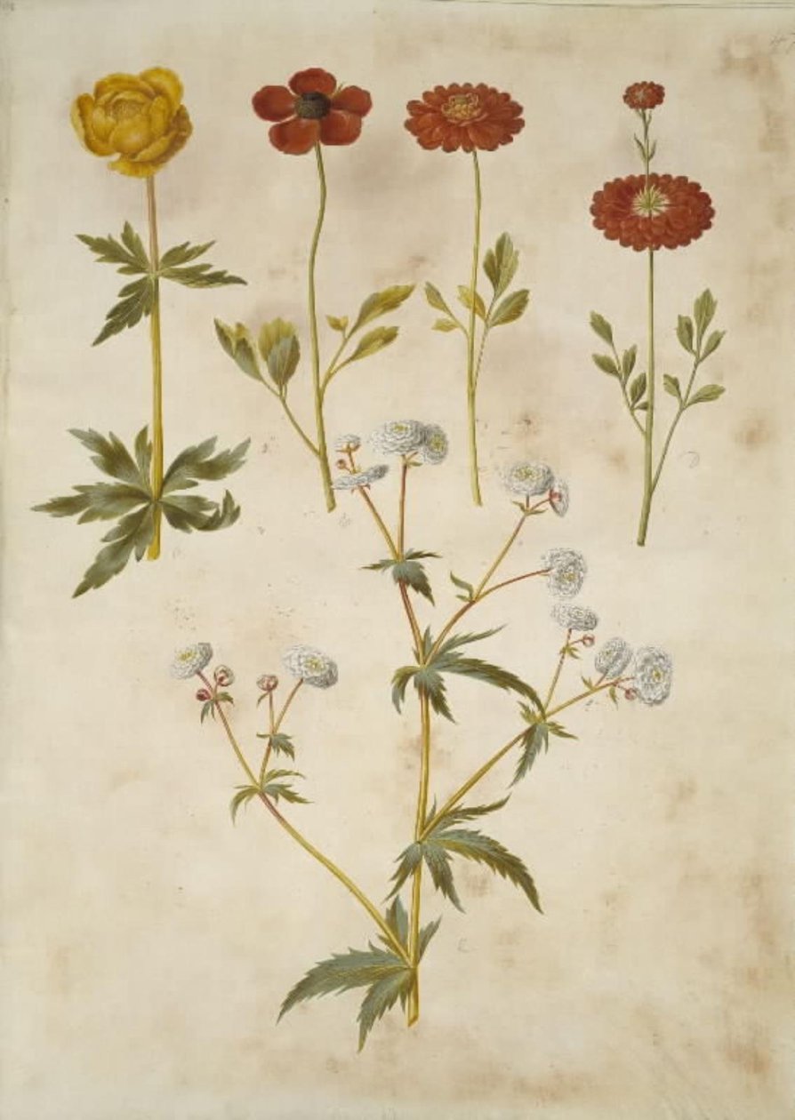 Trollius europaeus (europeisk engplomme); Ranunculus asiaticus (hagesmørblomst); Ranunculus aconitifolius (smørblomst med sølvknapp) av Hans Simon Holtzbecker