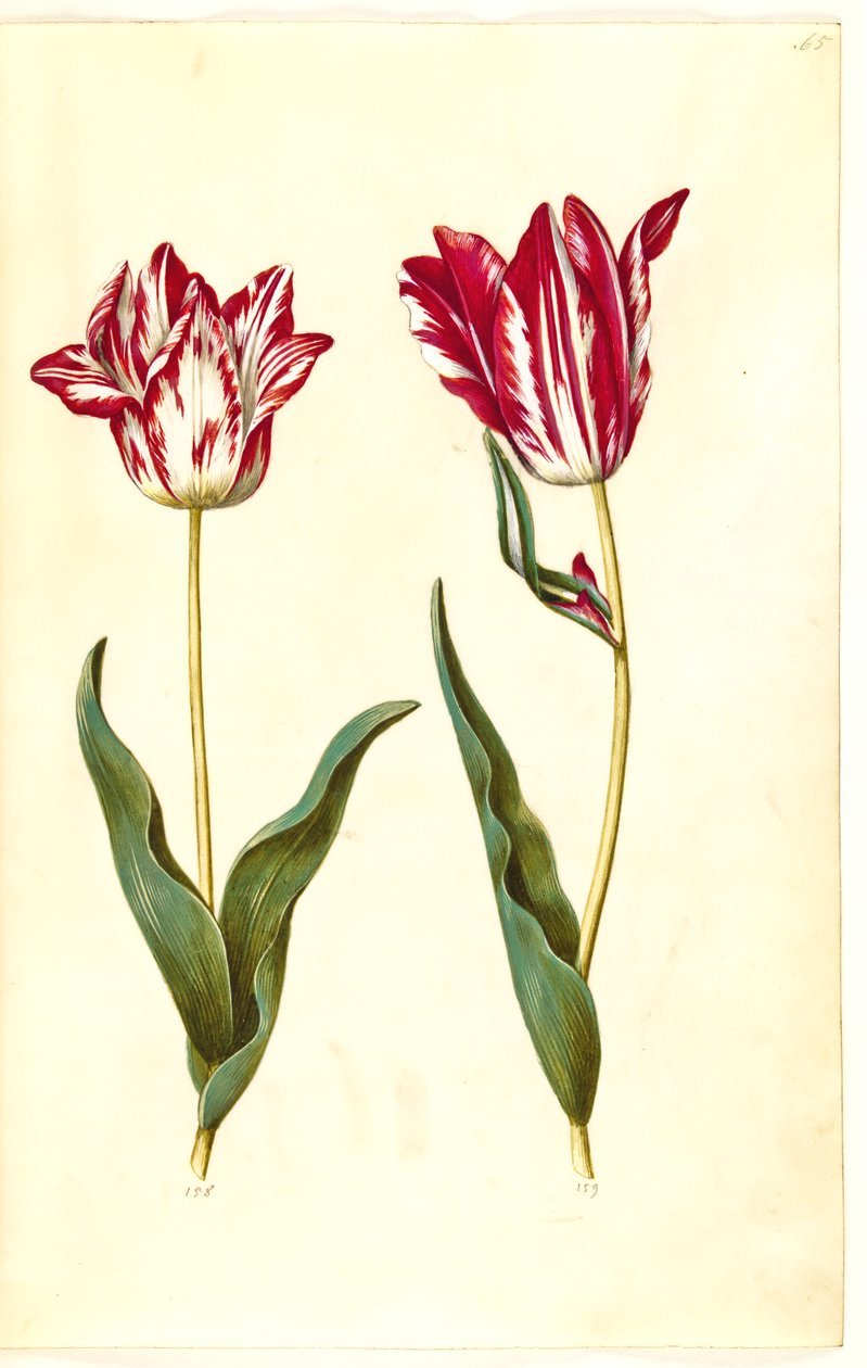 Tulipa gesneriana (har tulipan) av Hans Simon Holtzbecker