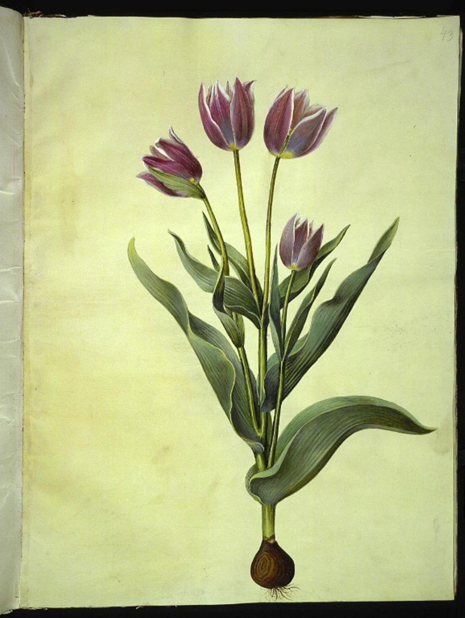 Tulipa gesneriana (har tulipan) av Hans Simon Holtzbecker