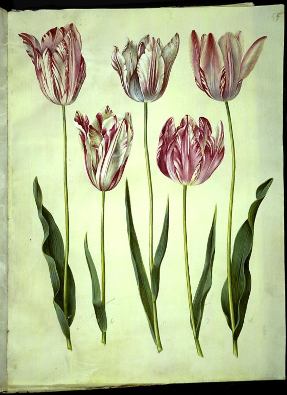 Tulipa gesneriana (har tulipan) av Hans Simon Holtzbecker