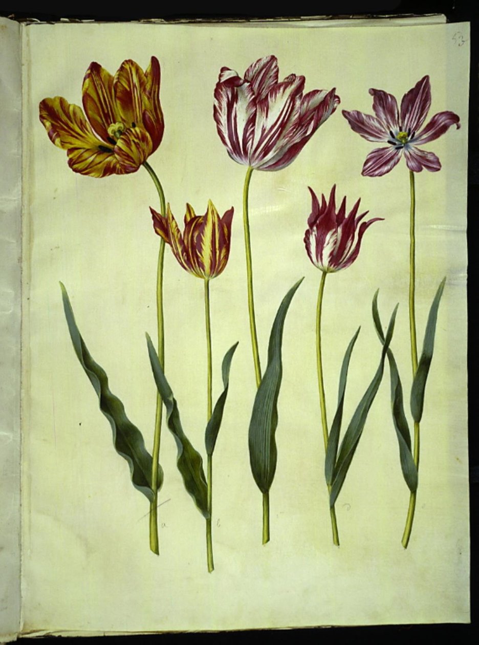 Tulipa gesneriana (har tulipan) av Hans Simon Holtzbecker