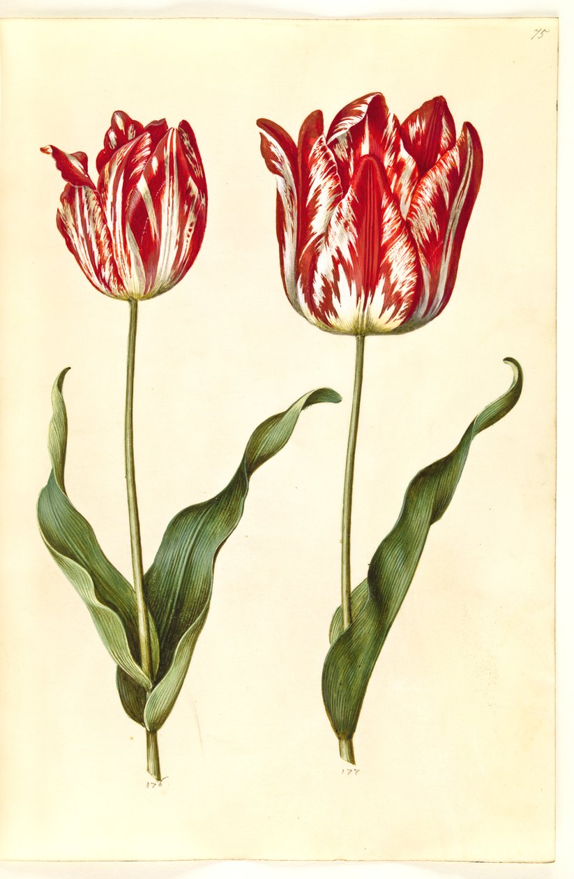 Tulipa gesneriana (har tulipan) av Hans Simon Holtzbecker
