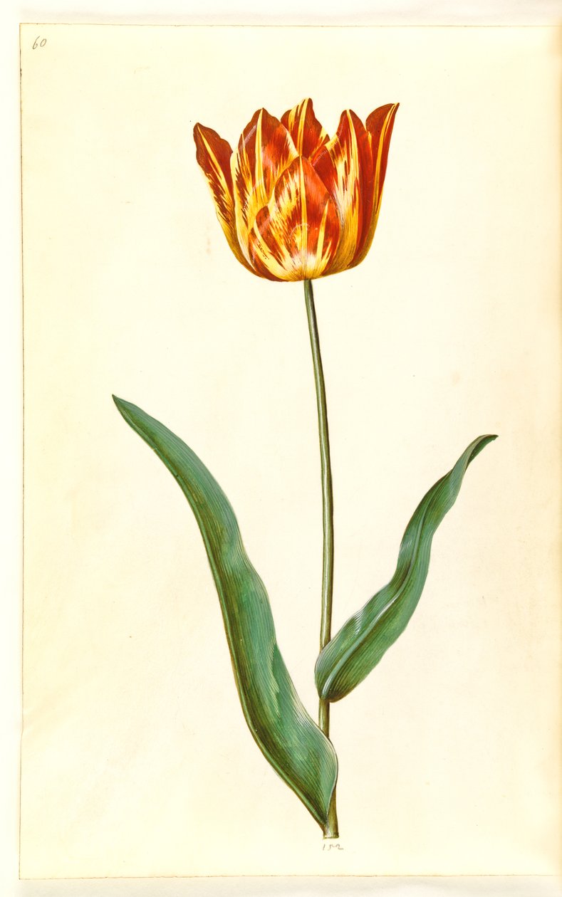 Tulipa gesneriana (har tulipan) av Hans Simon Holtzbecker